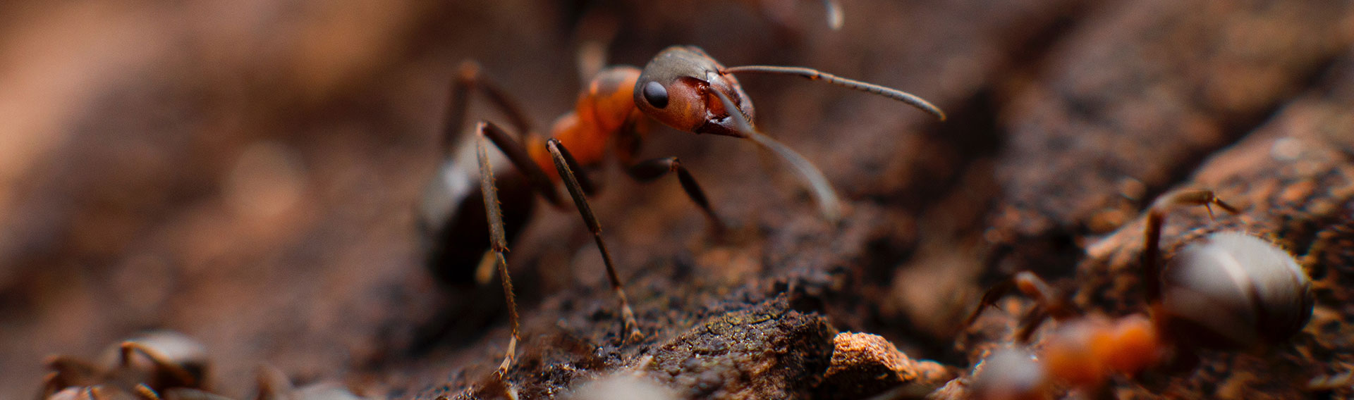 pest control in Sasolburg