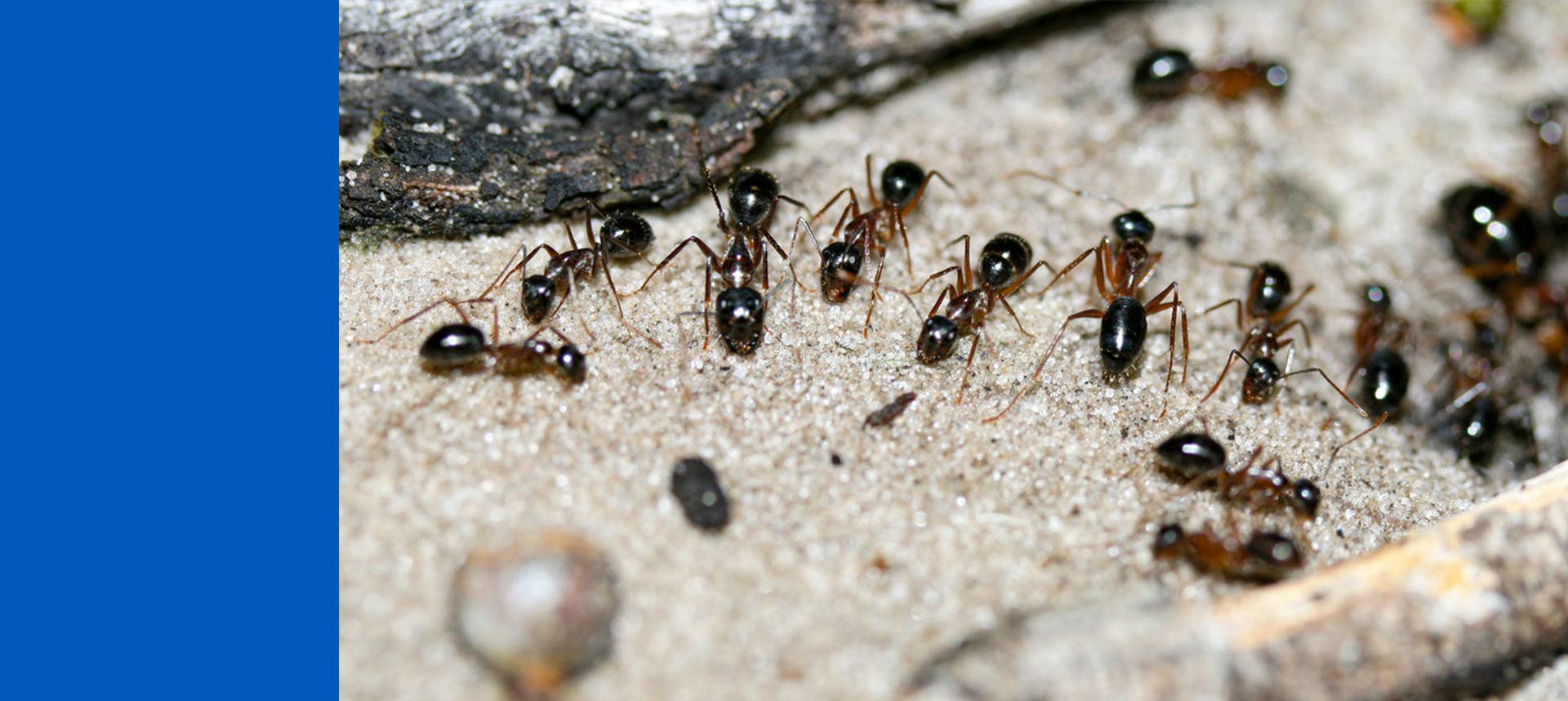 ant control