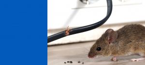 rodent-pest-control