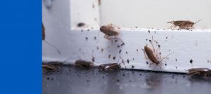 cockroach-problem-vaal