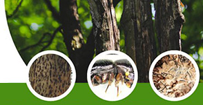 shot hole borer beetle treatment