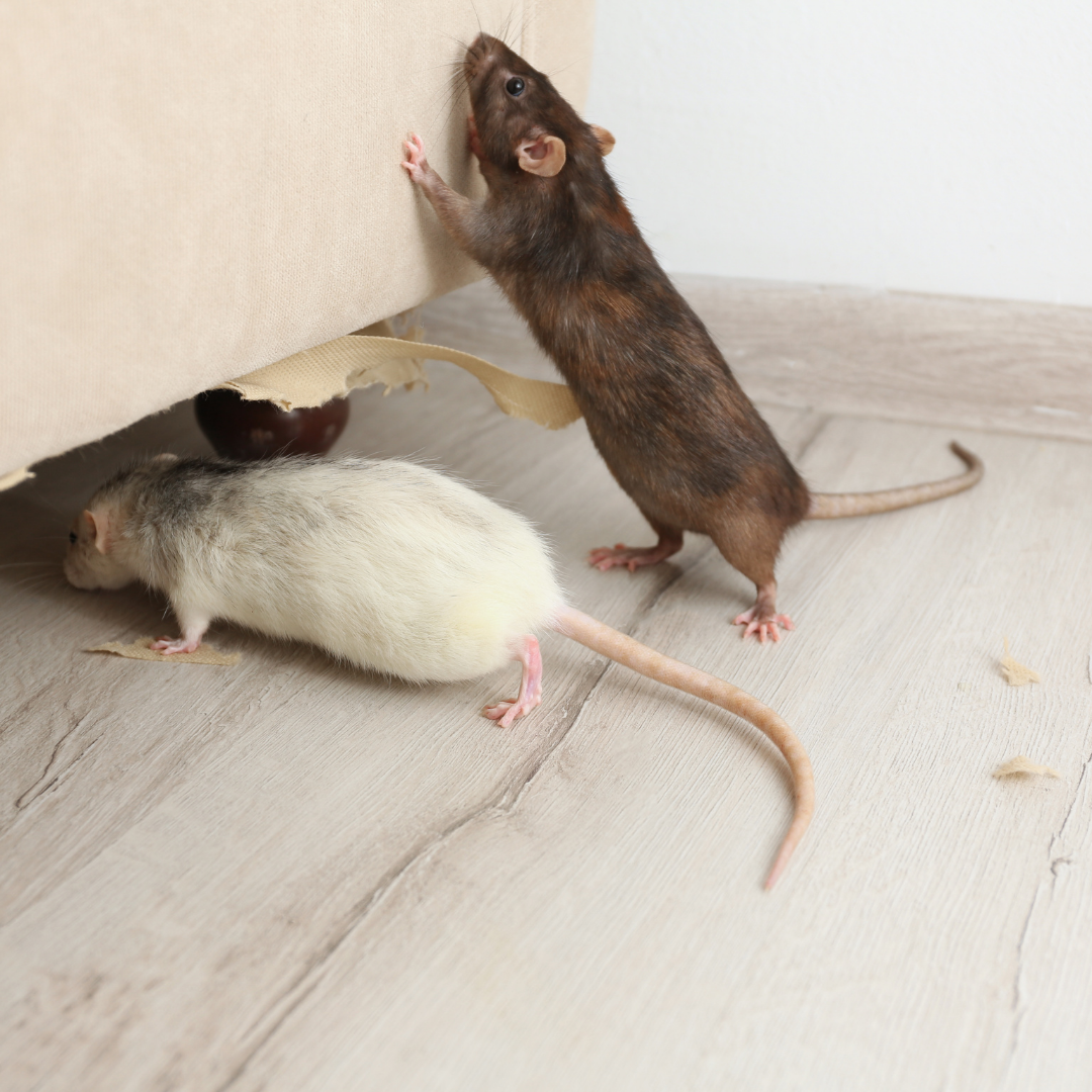 rodents-pest