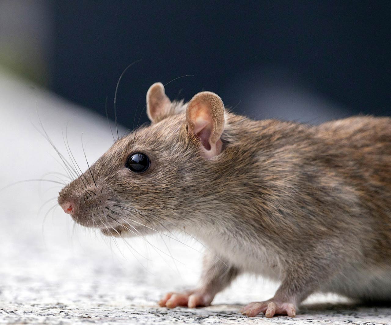rodent control Vaal Triangle Vanderbijlpark, Vereeniging, Sasolburg