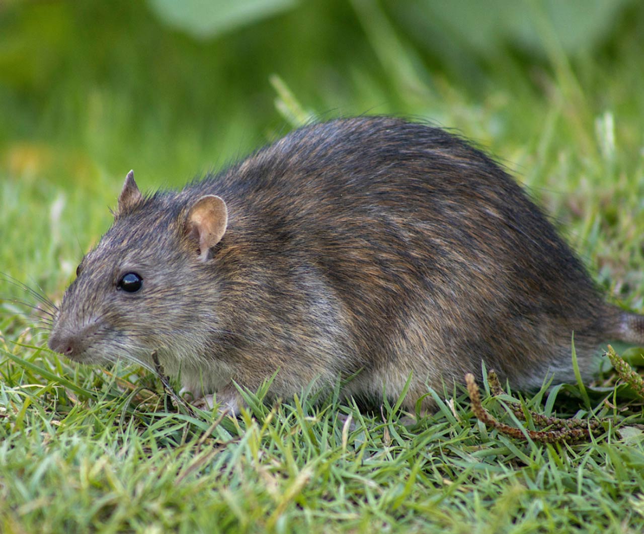 rodent control Vaal Triangle Vanderbijlpark, Vereeniging, Sasolburg