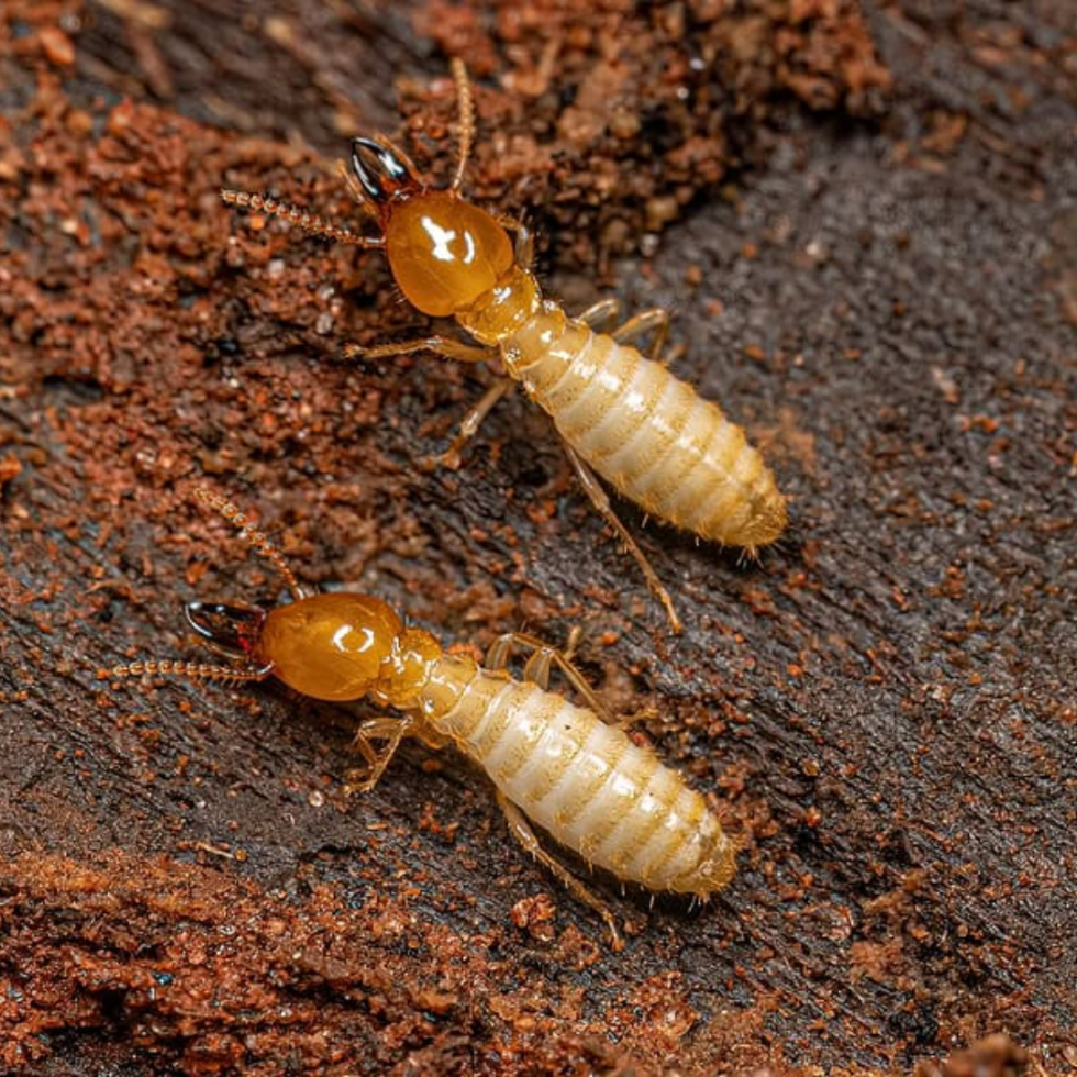 termite treatments & termite control Vaal Triangle Vanderbijlpark, Vereeniging, Sasolburg