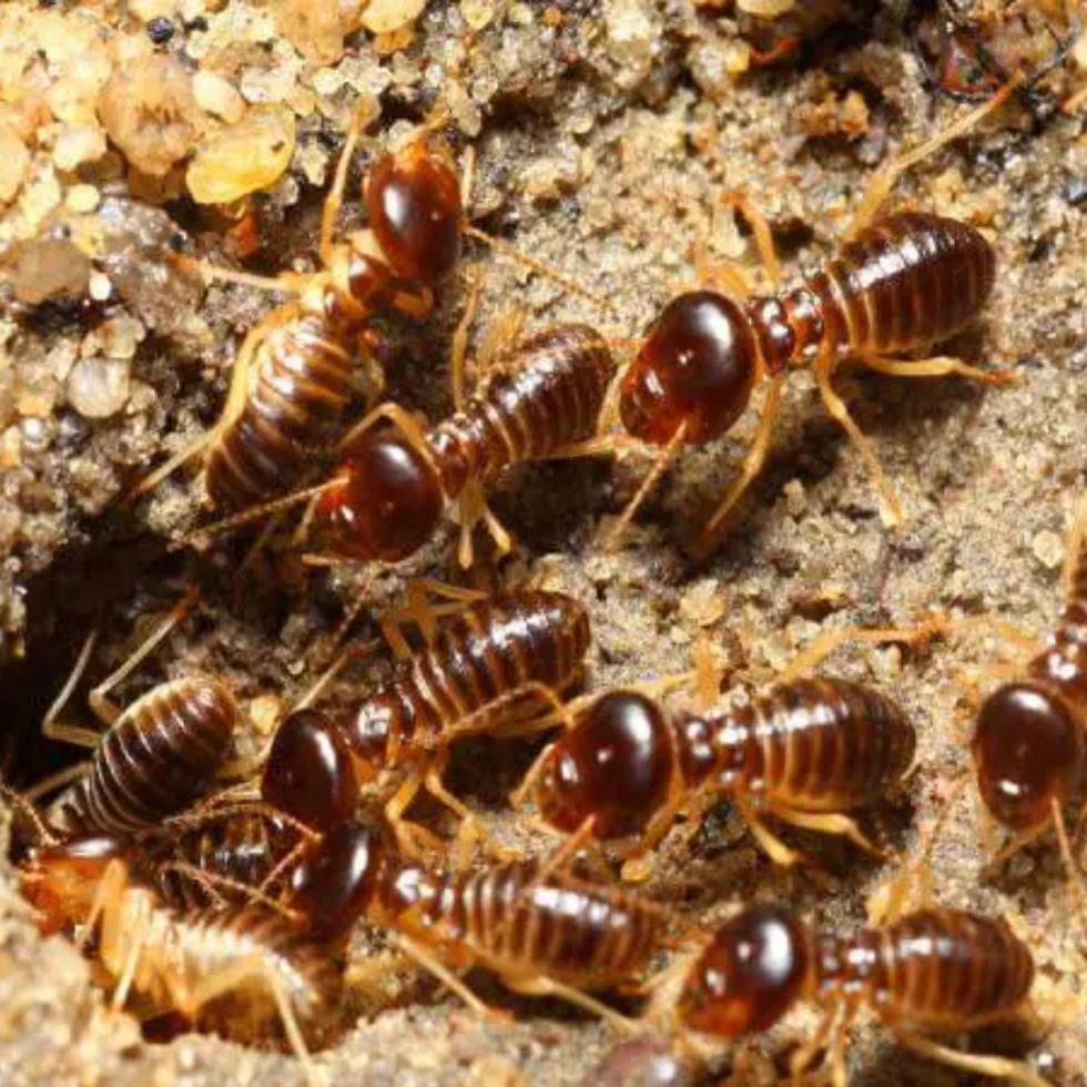 termite treatments & termite control Vaal Triangle Vanderbijlpark, Vereeniging, Sasolburg